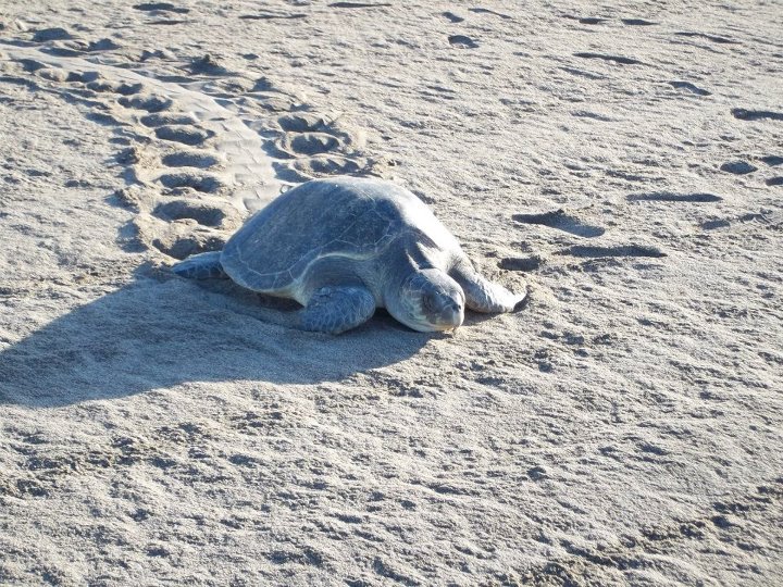 Tortugas Puerto Vallarta