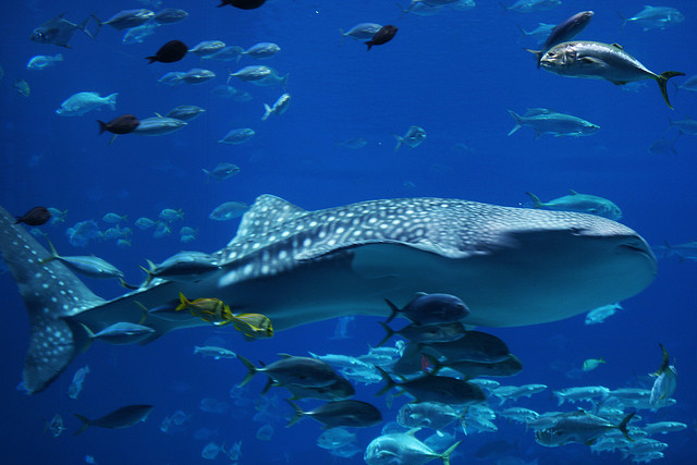 Whale-Shark-Isla-Mujeres-Riviera-Maya
