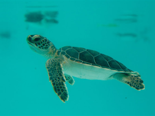 Tulum-tortuga-marina