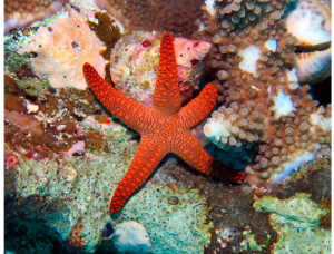 starfish