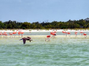 Flamingos-on-Isla-Holbox