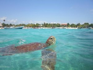 akumal-beach