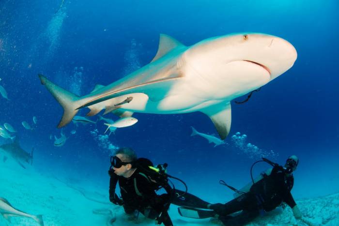 tiburones riviera maya