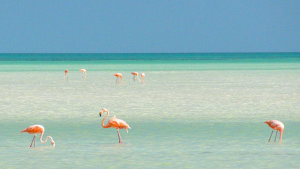 holbox island