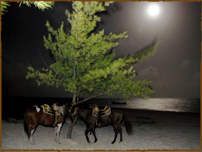 Horseback Riding Riviera Maya