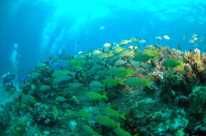 National Reef Park of Puerto Morelos