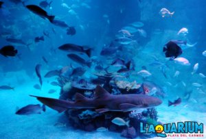 New Aquarium in Playa del Carmen 