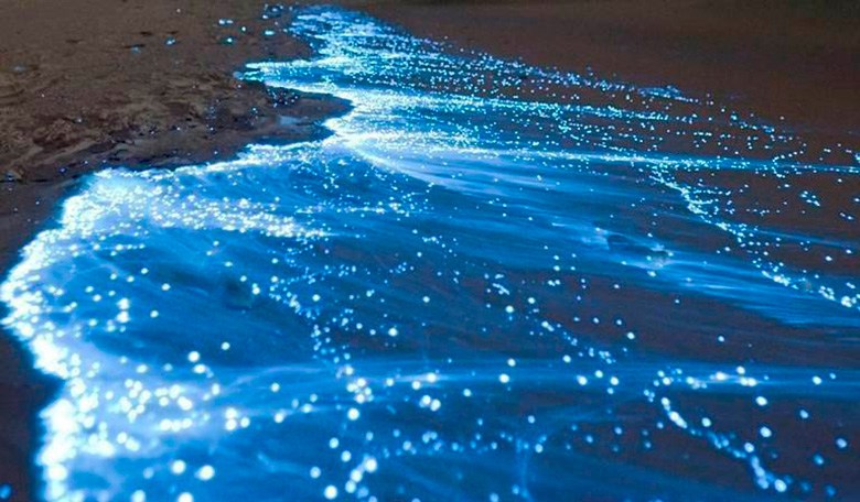 Holbox-bioluminiscences