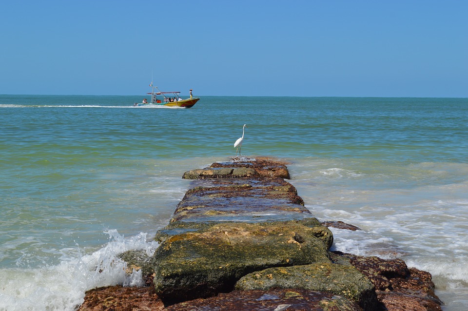 Birds Holbox