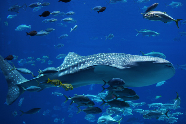 Whale Shark Festival on Isla Mujeres