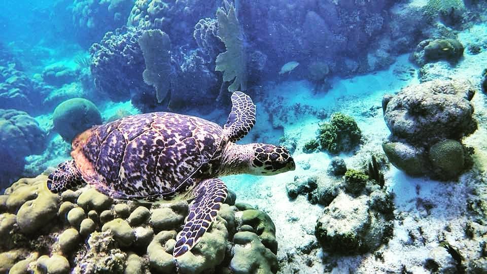 Buceando en Mahahual