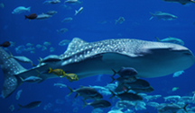 whale-Shark-riviera-maya