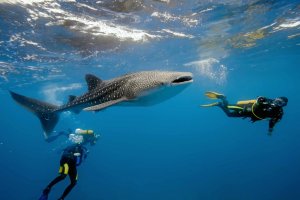 La experiencia de nadar con un tiburón ballena