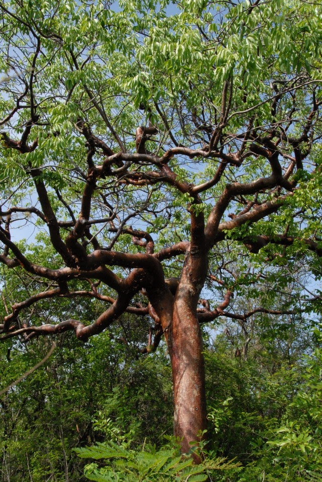 El Yin y el Yan: árboles Chechén y Chacá en Riviera Maya